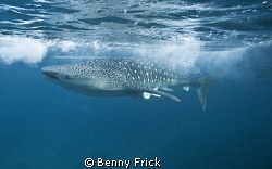 Whale shark outside cebu in the Philippines. I was using ... by Benny Frick 